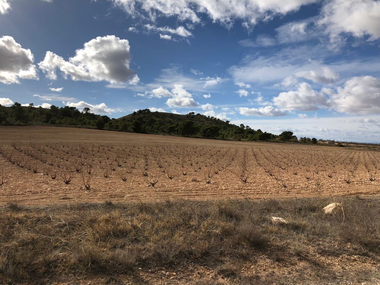 Jumilla Monastrell wineyard