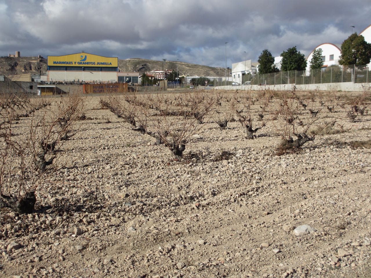 Jumilla Bodegas San Isidro Monastrel Vines