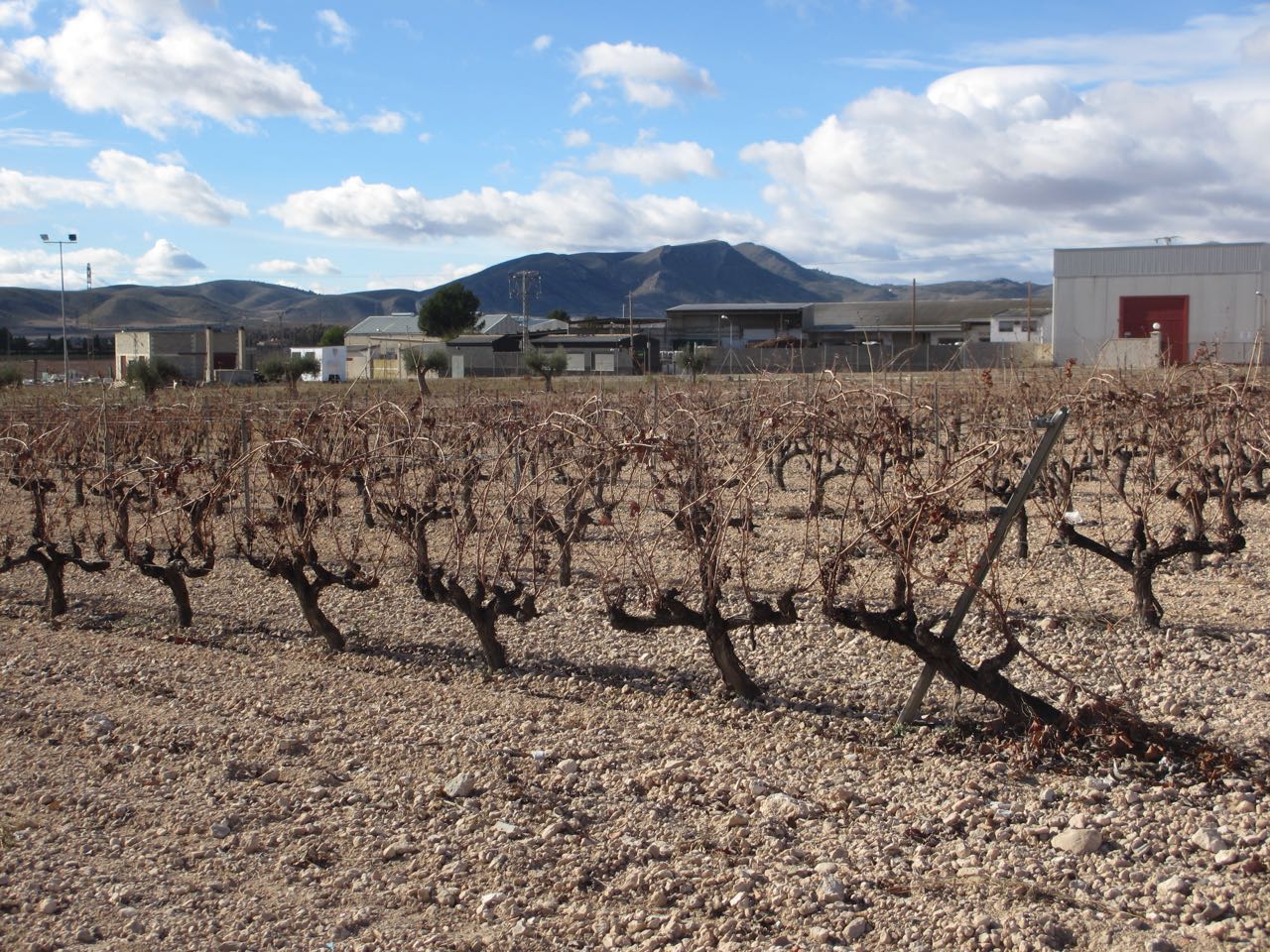 Jumilla Bodegas San Isidro Vines