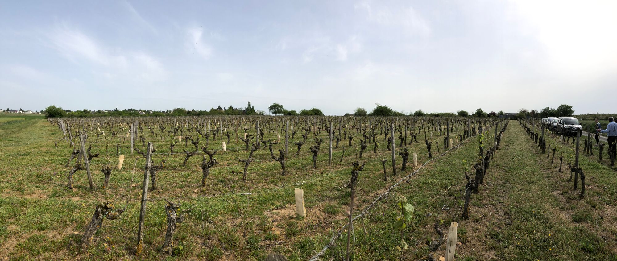 Pierre & Bertrand Couly - Vineyard