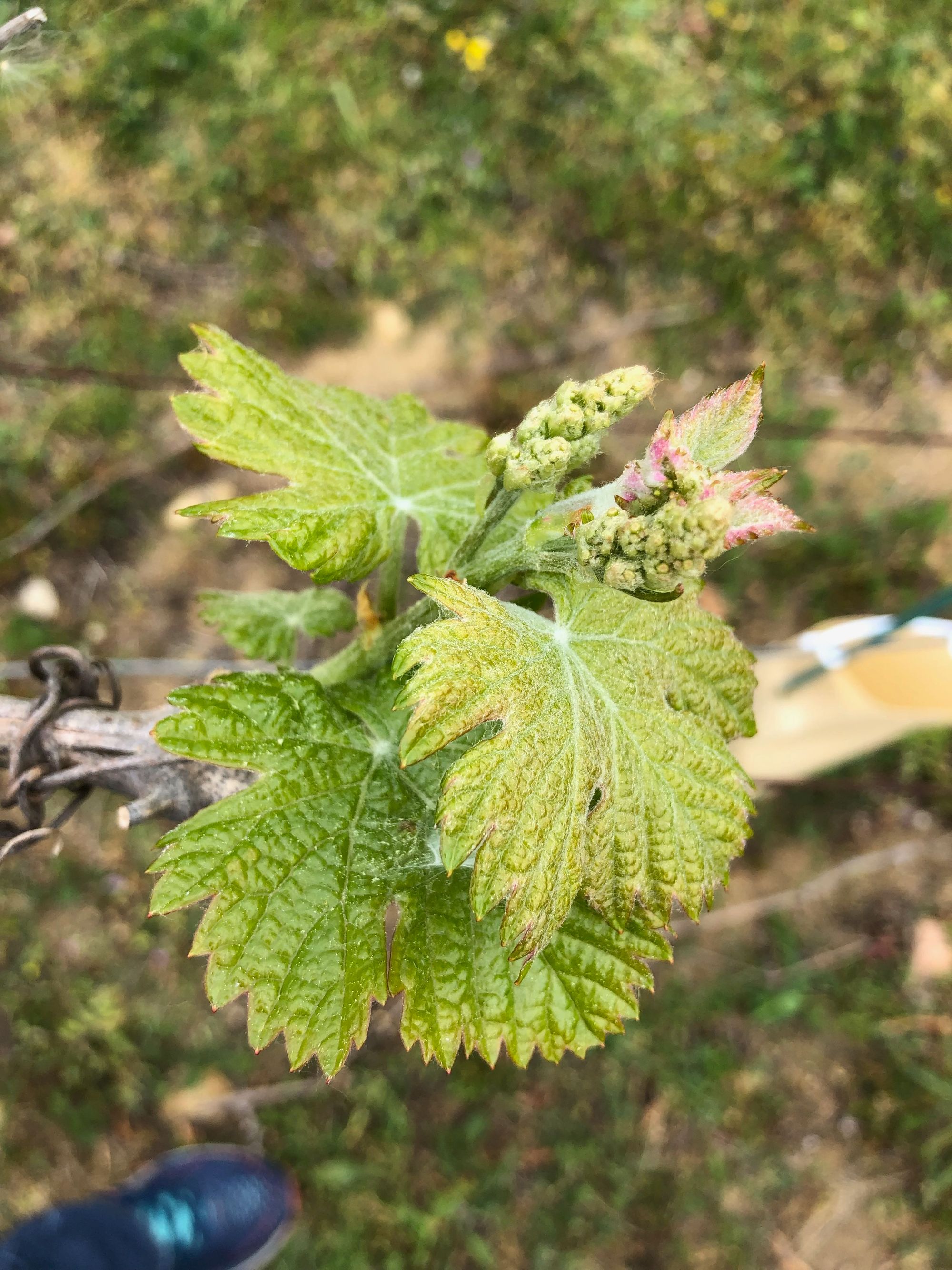 Pierre & Bertrand Couly - Vine bud